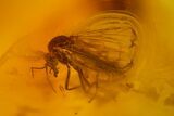 Five Fossil Flies (Diptera) In Baltic Amber #173657-2